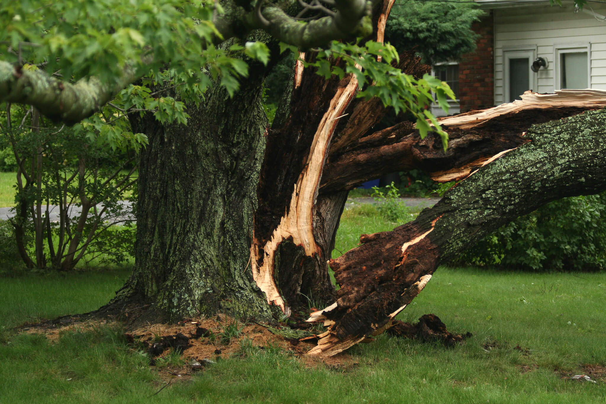 Ponce Tree Service