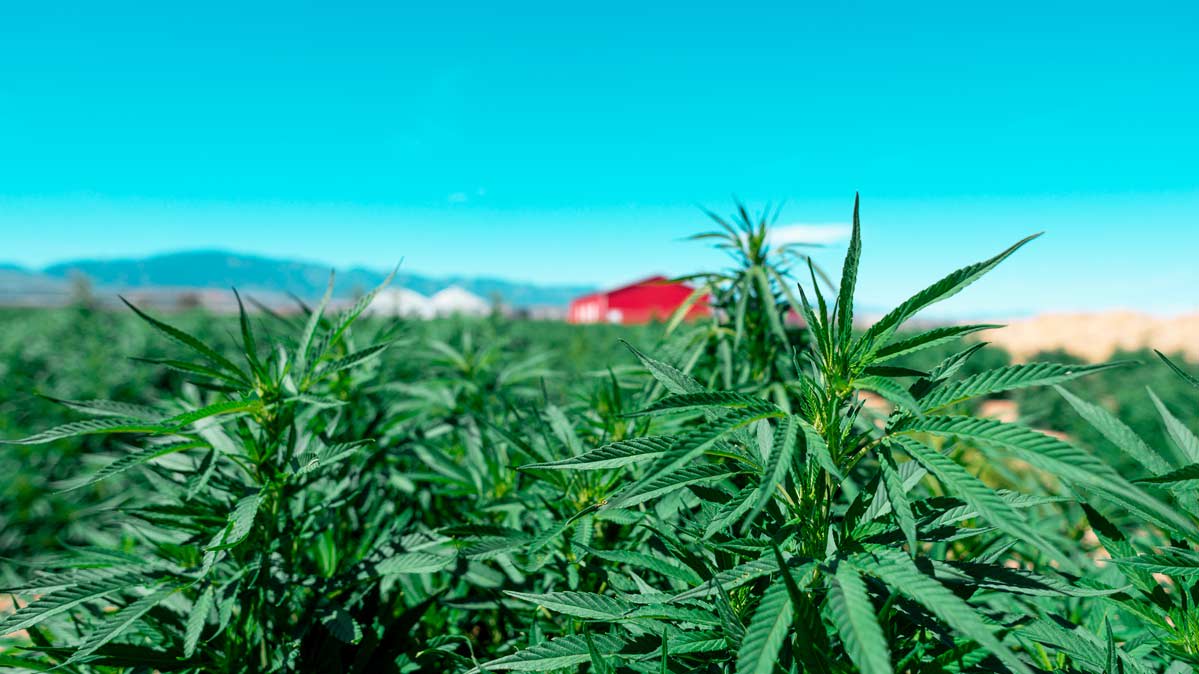 CBD Oils & Flowers
