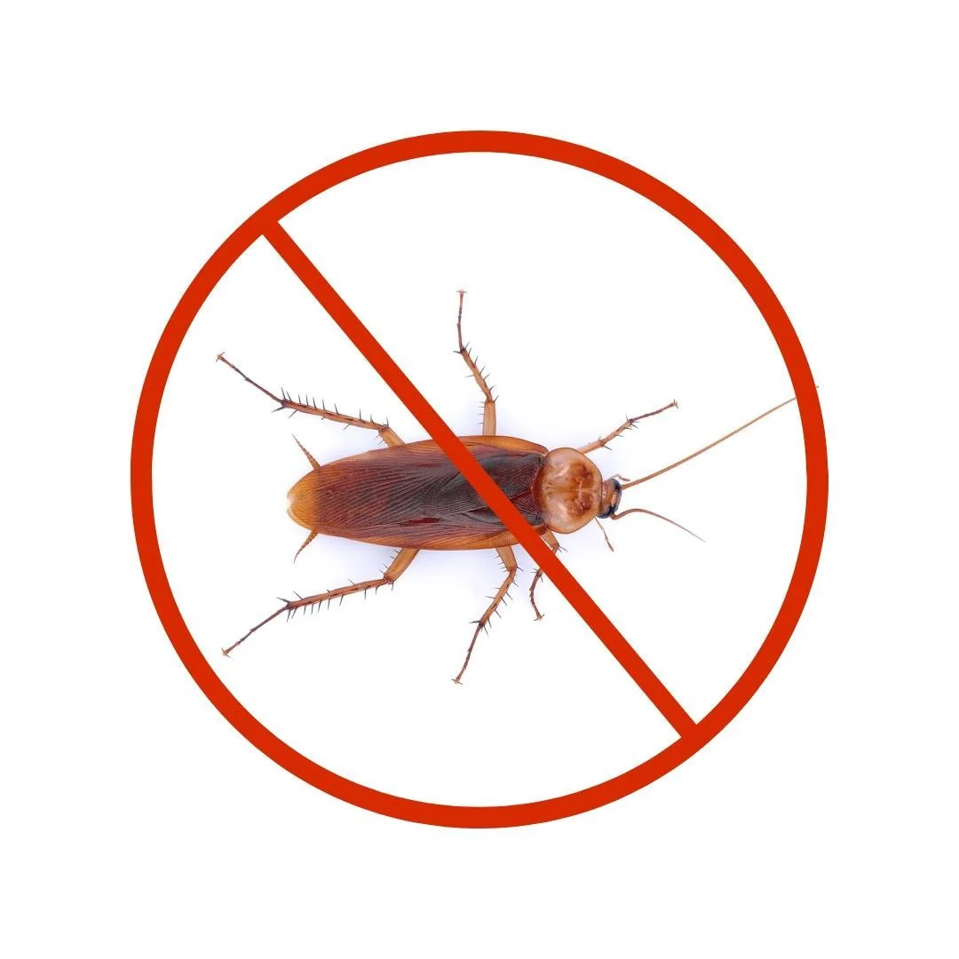 Why You Shouldn’t Wait to Call a Cockroach Exterminator?