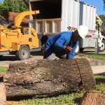 Emergency Tree Removal Services in Fort Worth: What You Need to Know