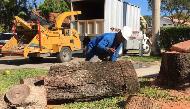 Emergency Tree Removal Services in Fort Worth: What You Need to Know